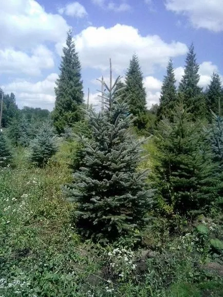 Mâncat en-gros albastru și verde