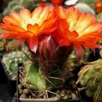Virágos-blog, enciklopédia szoba és kerti növények