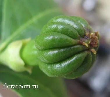 Flora in camera - Citron mâna lui Buddha