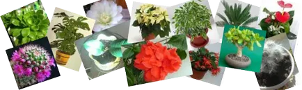 Virágos-blog, enciklopédia szoba és kerti növények