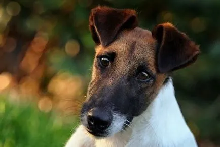 Fox terrier strat neted descriere rasă, fotografii, preț, recenzii și video