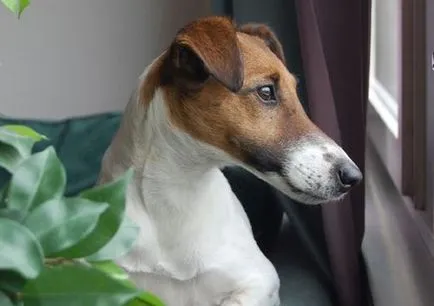 Fox terrier strat neted descriere rasă, fotografii, preț, recenzii și video