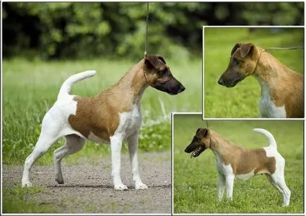 Fox terrier strat neted descriere rasă, fotografii, preț, recenzii și video