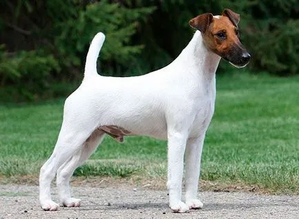 Fox terrier strat neted descriere rasă, fotografii, preț, recenzii și video