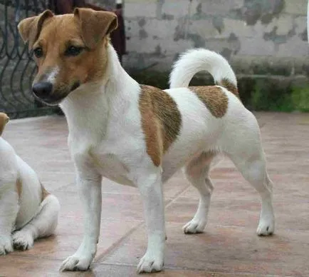 Fox terrier strat neted descriere rasă, fotografii, preț, recenzii și video