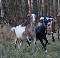 Ферма звезда огън, развъждане на чиста порода англо-нубийски и алпийски кози
