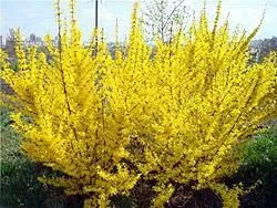 Forsythia különösen a leírását változatok és fajták, ültetés és gondozás, zárja metszés, a betegségek és