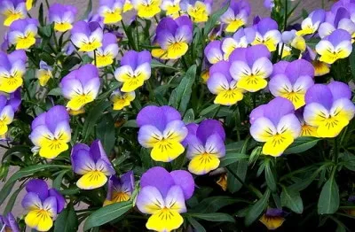 Violet kerti évelő fajták ültetése és gondozása