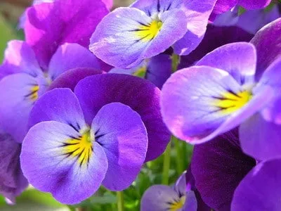 grădină Violet specii perene, de plantare și îngrijire