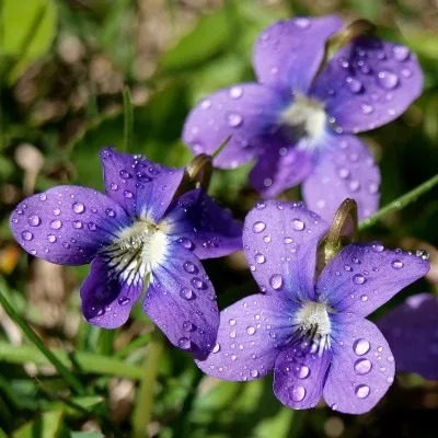 grădină Violet specii perene, de plantare și îngrijire