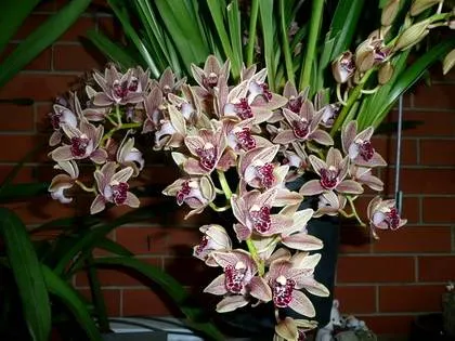 Violets az ablakpárkányon, Cymbidium - hogyan víz, szubsztrát transzfer, reprodukciós