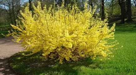 Forsythia în peisaj de proiectare (foto) tipurile, de îngrijire și de propagare