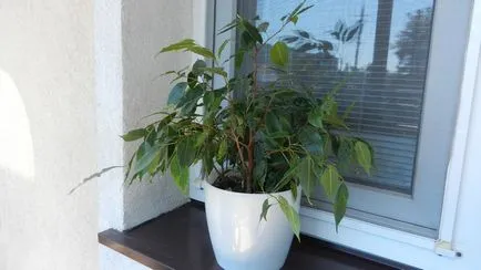 Ficus benjamina visszaáll okoz levelek