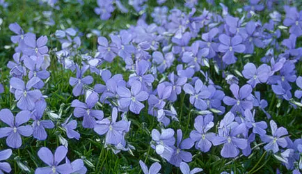 Виолетови в градината, красиви идеи за градината