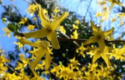 Forsythia különösen a leírását változatok és fajták, ültetés és gondozás, zárja metszés, a betegségek és