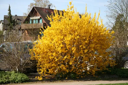 Forsythia fotografie și descriere; Corta, cultivarea și întreținerea 2017