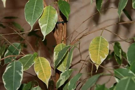 Ficus benjamina resetărilor cauze frunze