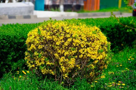 Forsythia fotografie și descriere; Corta, cultivarea și întreținerea 2017