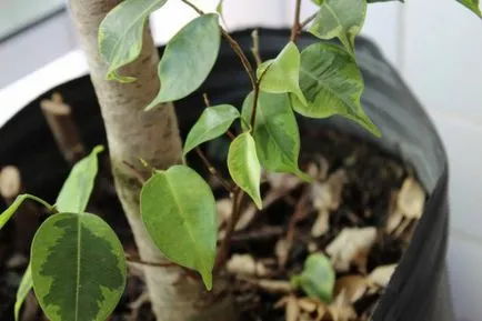 Ficus benjamina resetărilor cauze frunze