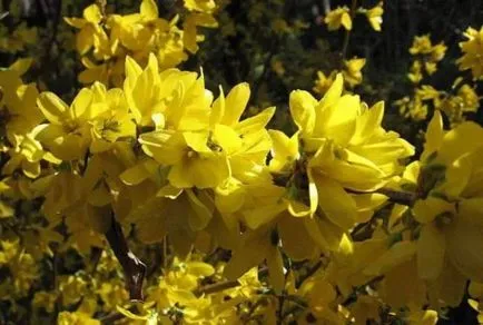 Forsythia по-специално, описанието на сортове и видове, засаждане и грижи, правило резитба, болести и