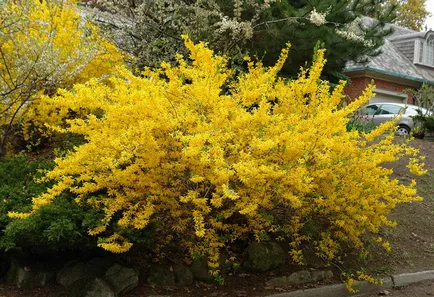 Forsythia fotografie și descriere; Corta, cultivarea și întreținerea 2017