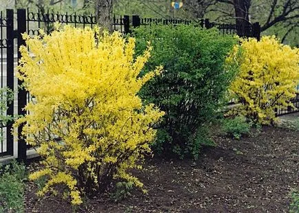 Forsythia kerttervezés (fotó) típusok, ellátás és szaporítása