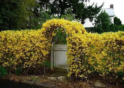 Forsythia în peisaj de proiectare (foto) tipurile, de îngrijire și de propagare