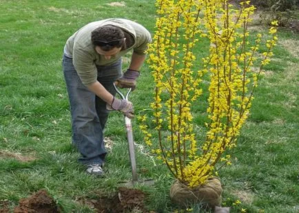 Forsythia în peisaj de proiectare (foto) tipurile, de îngrijire și de propagare