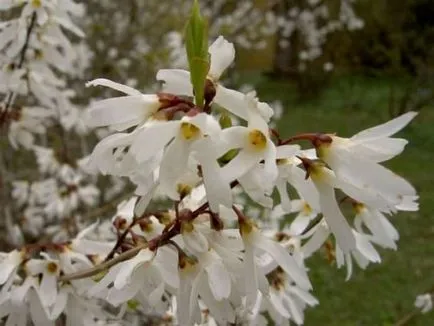 Forsythia különösen a leírását változatok és fajták, ültetés és gondozás, zárja metszés, a betegségek és