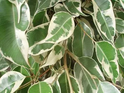 Ficus benjamina visszaáll okoz levelek