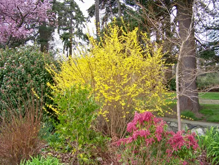 Forsythia fotó és leírás; corta, termesztés és karbantartása 2017