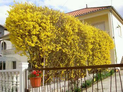 Forsythia fotografie și descriere; Corta, cultivarea și întreținerea 2017