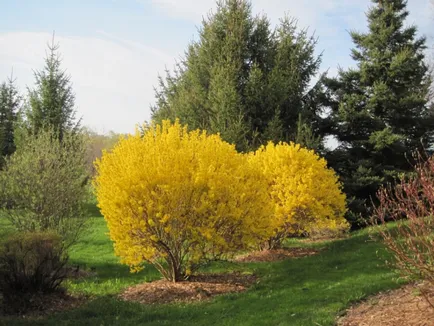 Forsythia fotó és leírás; corta, termesztés és karbantartása 2017