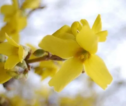 Forsythia különösen a leírását változatok és fajták, ültetés és gondozás, zárja metszés, a betegségek és