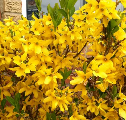 Forsythia fotó és leírás; corta, termesztés és karbantartása 2017