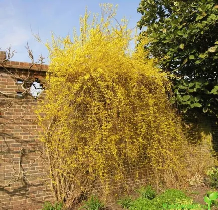 Forsythia fotó és leírás; corta, termesztés és karbantartása 2017