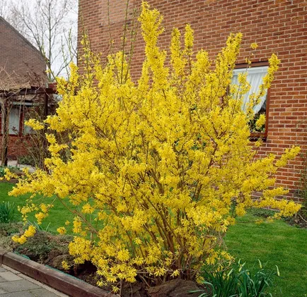 Forsythia fotó és leírás; corta, termesztés és karbantartása 2017