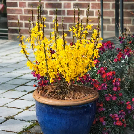 Forsythia fotó és leírás; corta, termesztés és karbantartása 2017