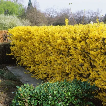 Forsythia fotografie și descriere; Corta, cultivarea și întreținerea 2017