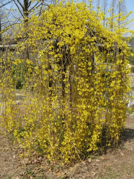 Forsythia fotografie și descriere; Corta, cultivarea și întreținerea 2017