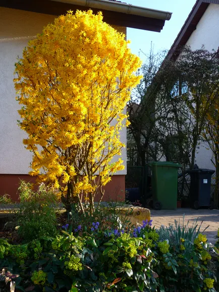 Forsythia fotó és leírás; corta, termesztés és karbantartása 2017