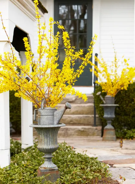 Forsythia fotó és leírás; corta, termesztés és karbantartása 2017