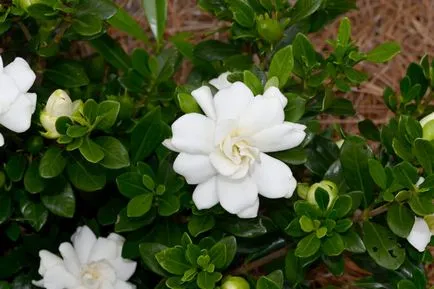 Gardenia jasminoides листата стават черни и да падне