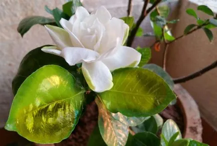 Gardenia jasminoides frunze rândul său, negru și cad