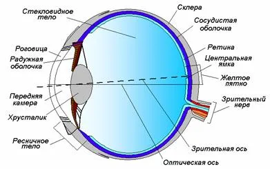 човешкото око като оптична система
