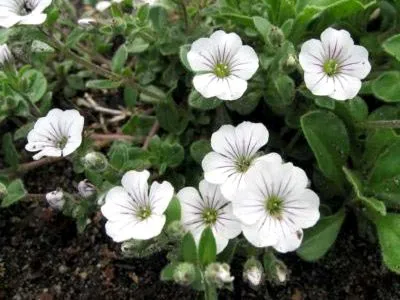 Gypsophila трайни насаждения и култури грижи за разплод