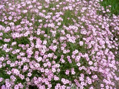 Gypsophila трайни насаждения и култури грижи за разплод