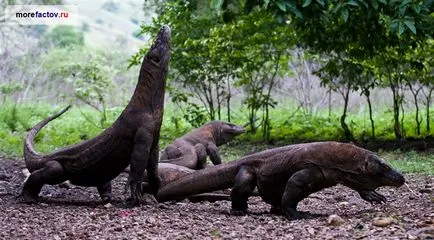 Gigant dragon Komodo - cea mai mare șopârlă a planetei - marea faptelor