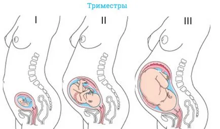 Ginipral sarcinii cerere instrucțiuni, comentarii, preț și analogi