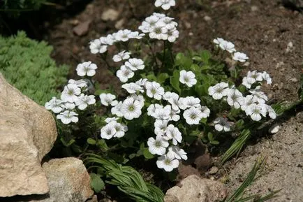 Gypsophila pe termen lung (41 poze) fulg de nea panikulyata a crescut, paniculata flamingo, târâtoare,